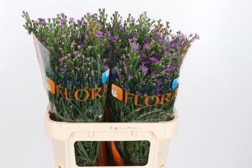 Aster Novi-belgii Grp Casarosa