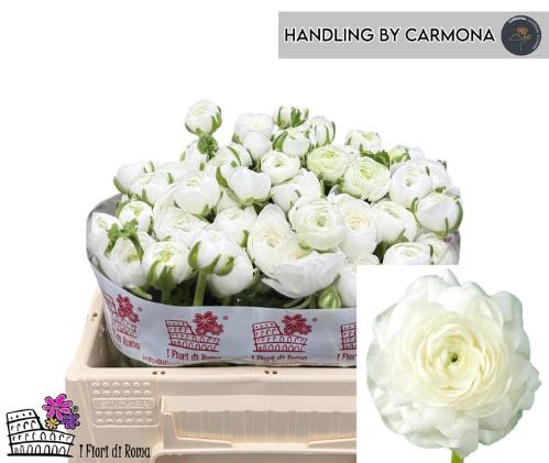 Ranunculus asiaticus 'Elegance White'