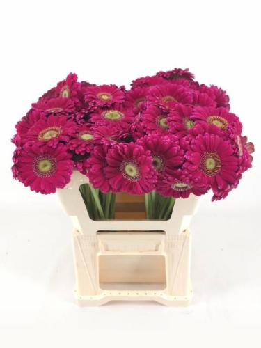 Gerbera mini Vivian