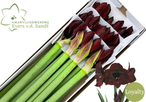 Hippeastrum Galaxy Grp 'Loyalty'