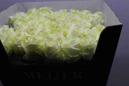 Rosa grootbloemig Avalanche+