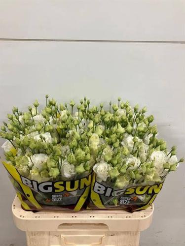 Eustoma russellianum gevuldbloemig overig