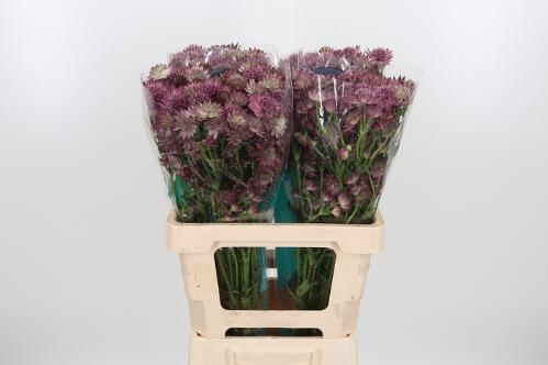 Astrantia major 'Roma'
