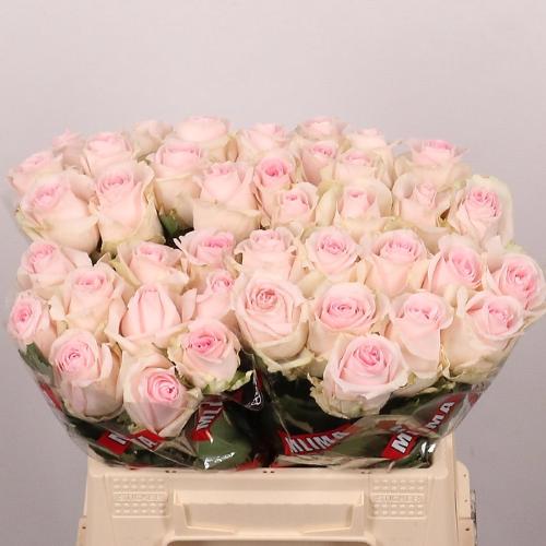 Rosa grootbloemig Revival Sweet