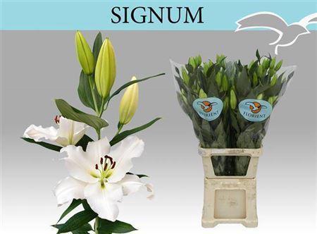 Lilium Oriental Grp Signum