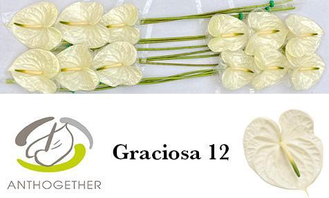 Anthurium (Andreanum Grp) Graciosa