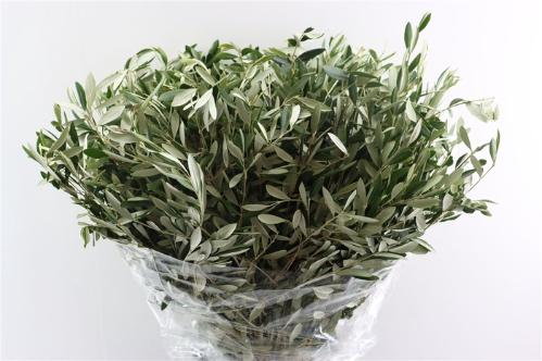 Olea europaea