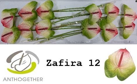 Anthurium Andreanum Grp Zafira