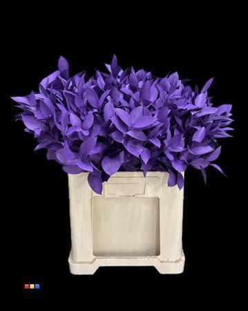 Ruscus kleurbehandeld H%