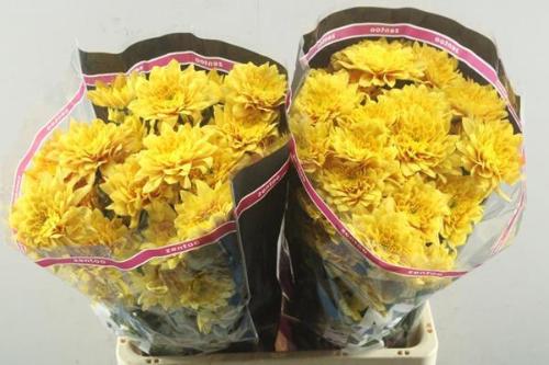 Chrysanthemum (Indicum Grp) tros Pastela Orange