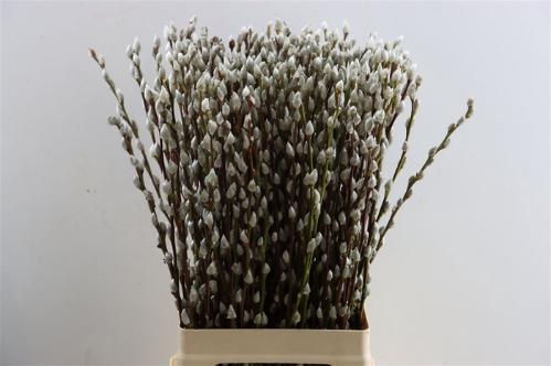 Salix Wilgenkatjes