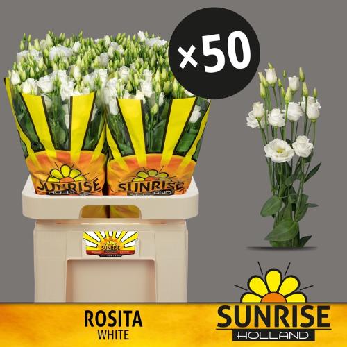 Eustoma russellianum gevuldbloemig 'Rosita White'