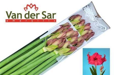 Hippeastrum (Galaxy Grp) 'Verdi'