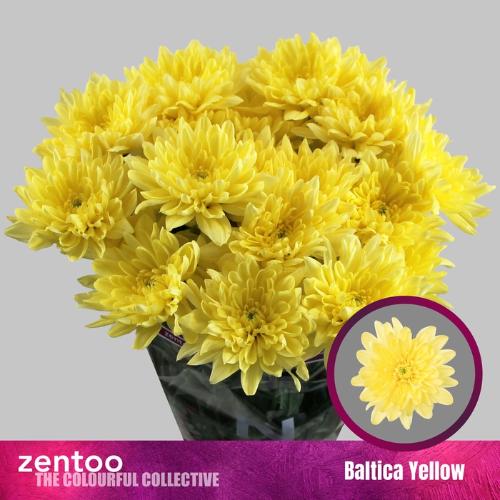 Chrysanthemum Indicum Grp tros kas Baltica Yellow