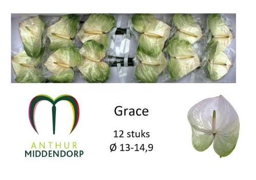 Anthurium Andreanum Grp 'Grace'