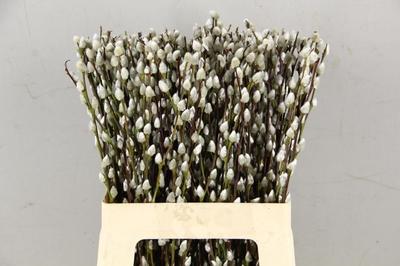 Salix Wilgenkatjes