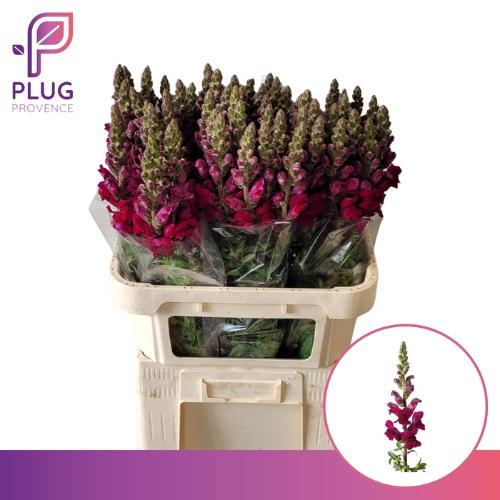 Antirrhinum majus 'Potomac Crimson'