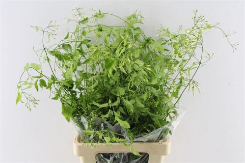 Decoratiegroen overig per bos