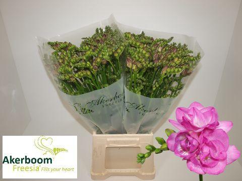 Freesia dubbelbloemig Romantic Pink