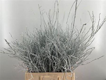 Vaccinium kleurbehandeld H%