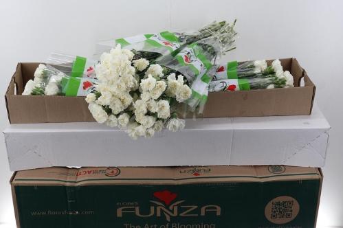 Dianthus standaard Delphi