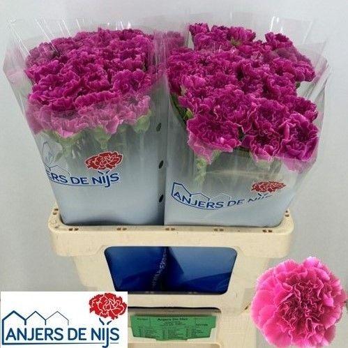 Dianthus standaard 'Farida'