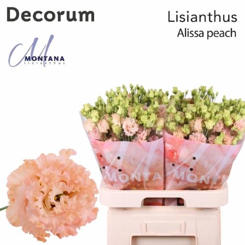 Eustoma russellianum gevuldbloemig 'Alissa Peach'
