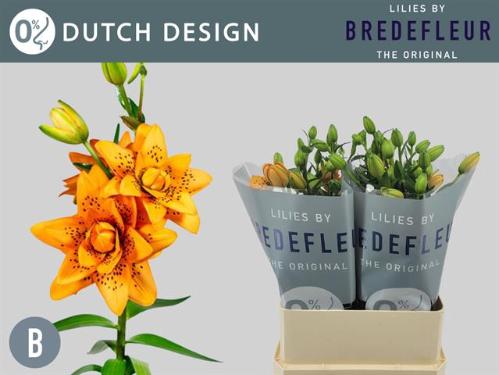 Lilium (Asiatic Grp) 'Dutch Design'