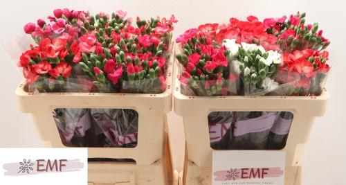 Dianthus tros Solomio gemengd in fust