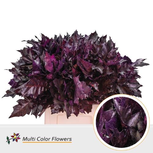 Quercus rubra kleurbehandeld H%