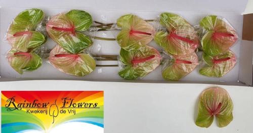 Anthurium Andreanum Grp 'Dani