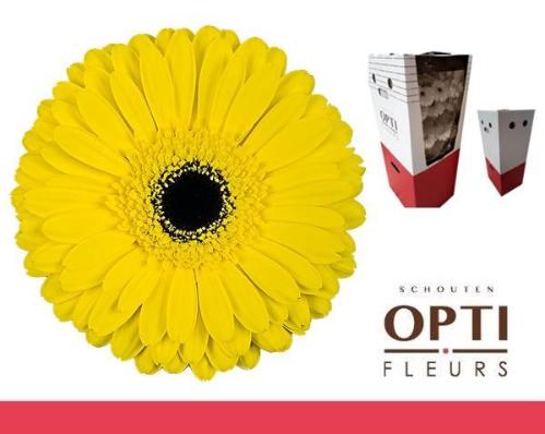 Gerbera grootbloemig 'Don Leo'