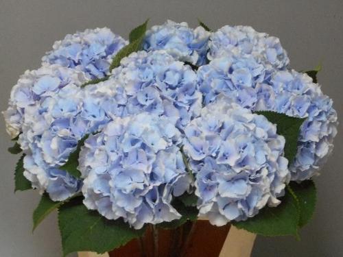 Hydrangea macrophylla 'Verena' (blauw)
