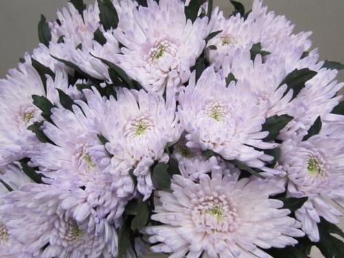 Chrysanthemum geplozen kas kleurbehandeld H%