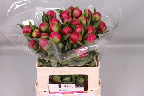 Paeonia 'Mary Jo Legare'