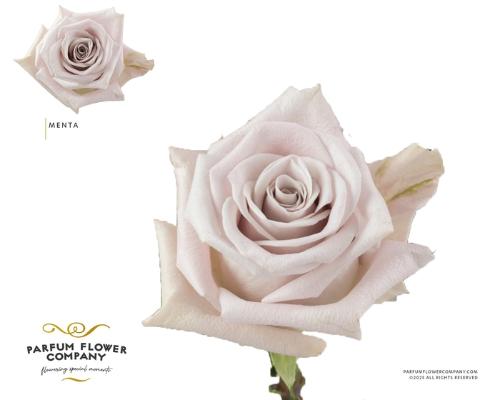 Rosa grootbloemig overig