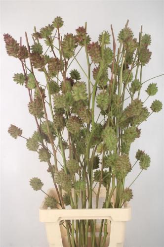 Glycyrrhiza yunnanensis (zaaddoos)