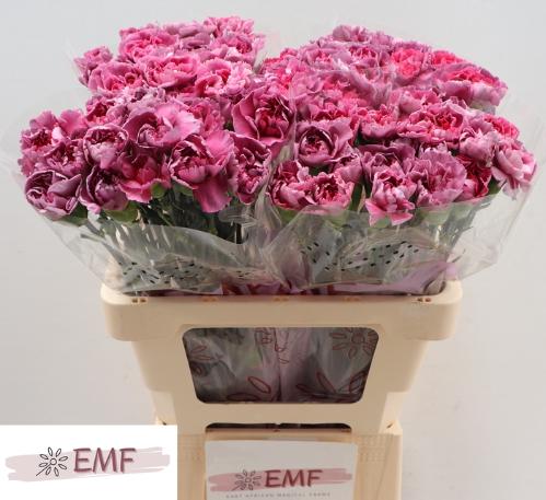 Dianthus standaard Hypnosis