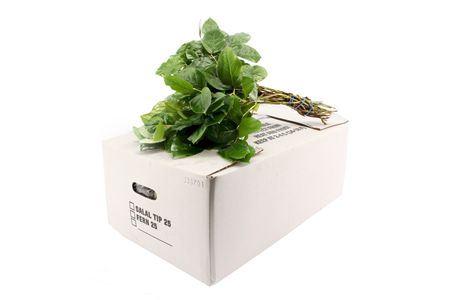 Gaultheria shallon per bos