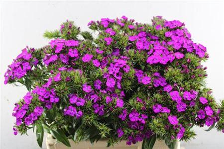 Dianthus barbatus 'Amazon Neon Purple'