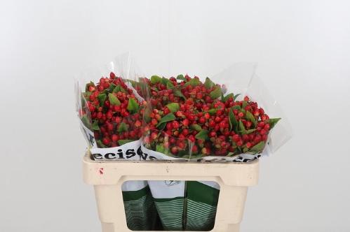 Hypericum inodorum Magical Triumph