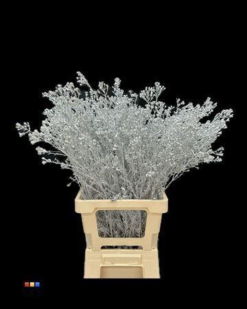 Chamelaucium kleurbehandeld H%