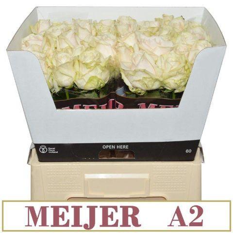 Rosa grootbloemig 'Dorodorch'