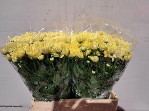 Chrysanthemum Indicum Grp tros Baltica Cream