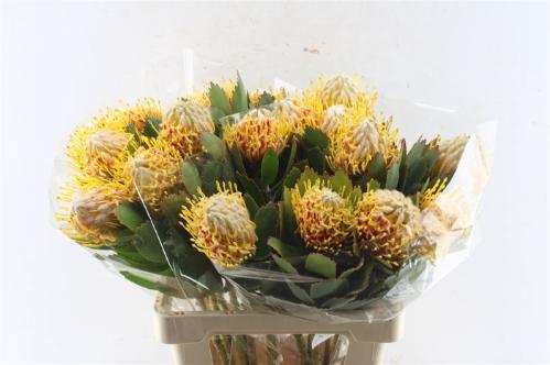 Leucospermum nutans 'Veldfire'