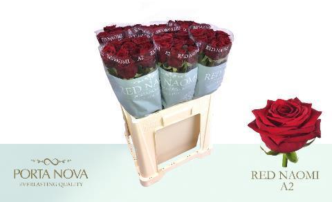 Rosa grootbloemig Red Naomi!