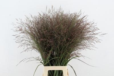 Panicum virgatum 'Dallas Blues'