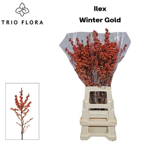 Ilex verticillata 'Winter Gold'