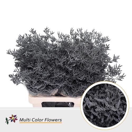 Limonium overig kleurbehandeld H%
