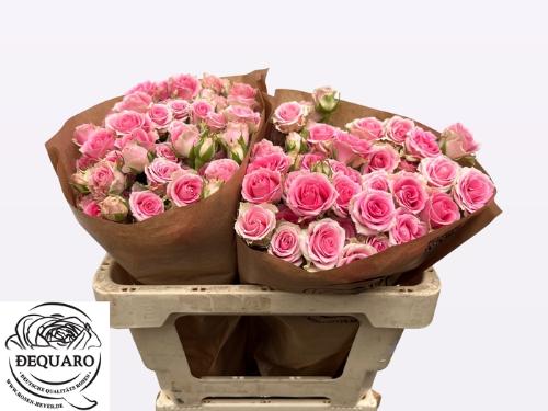 Rosa tros overig